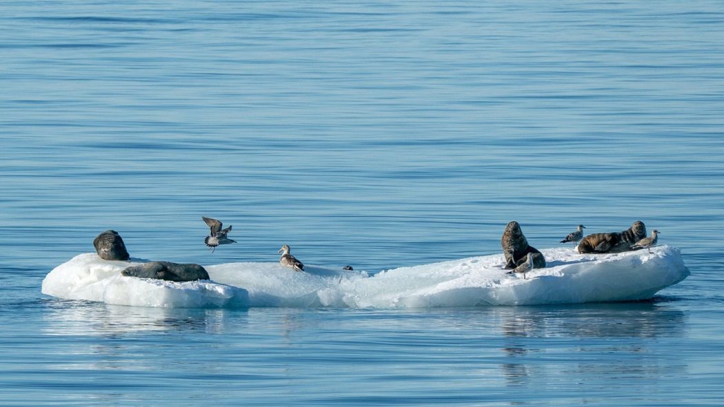 Antarctique: trouver le prix”adéquat” pour une croisière d’expédition